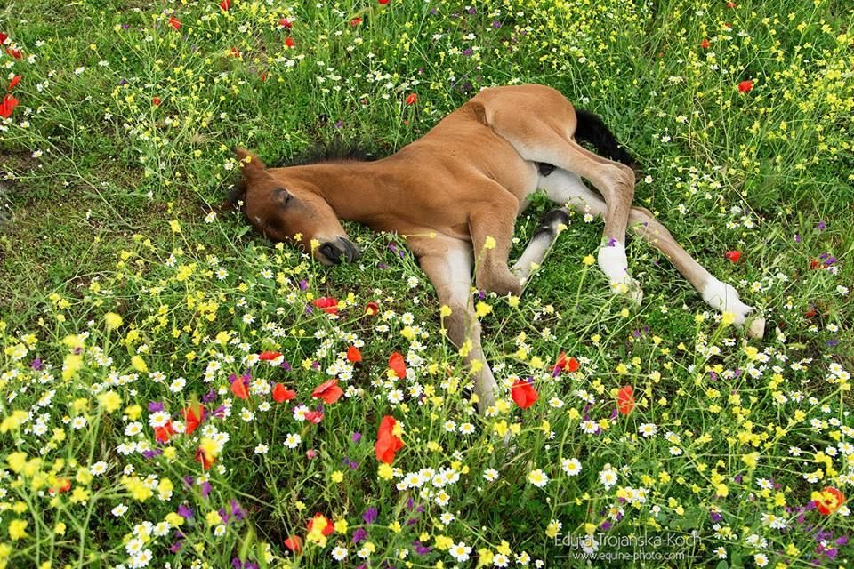 @horseimage #1917638480793849915